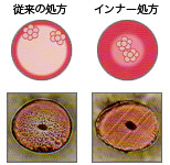 髪の断面図比較